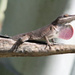 Lizard by gaylewood