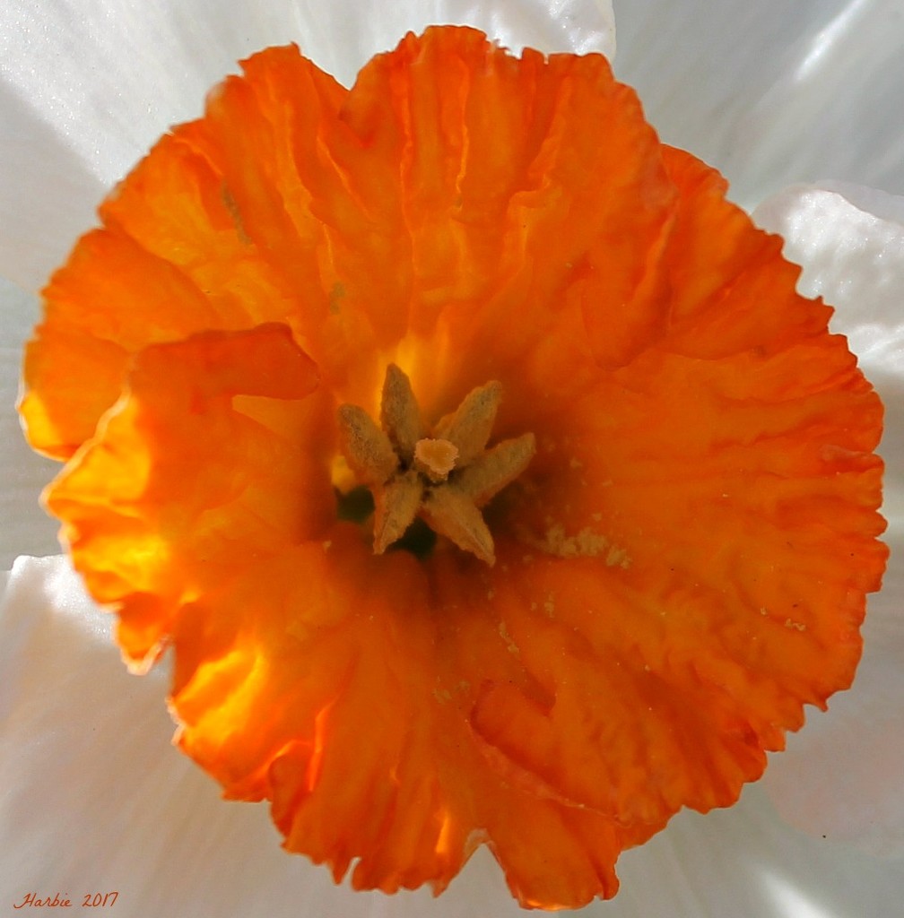 Daffodil Up Close and Personal by harbie