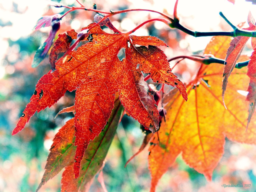 Autumn Leaves by yorkshirekiwi