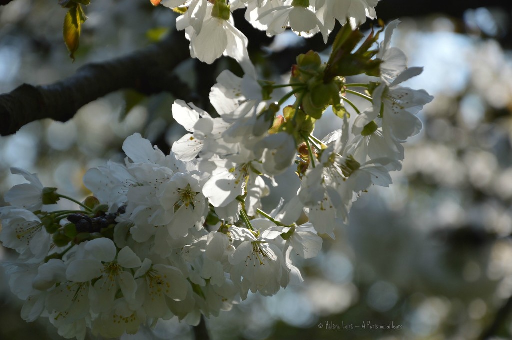 Cherry blossom by parisouailleurs