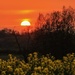 Last Nights sunset over the Rape fields by shepherdmanswife