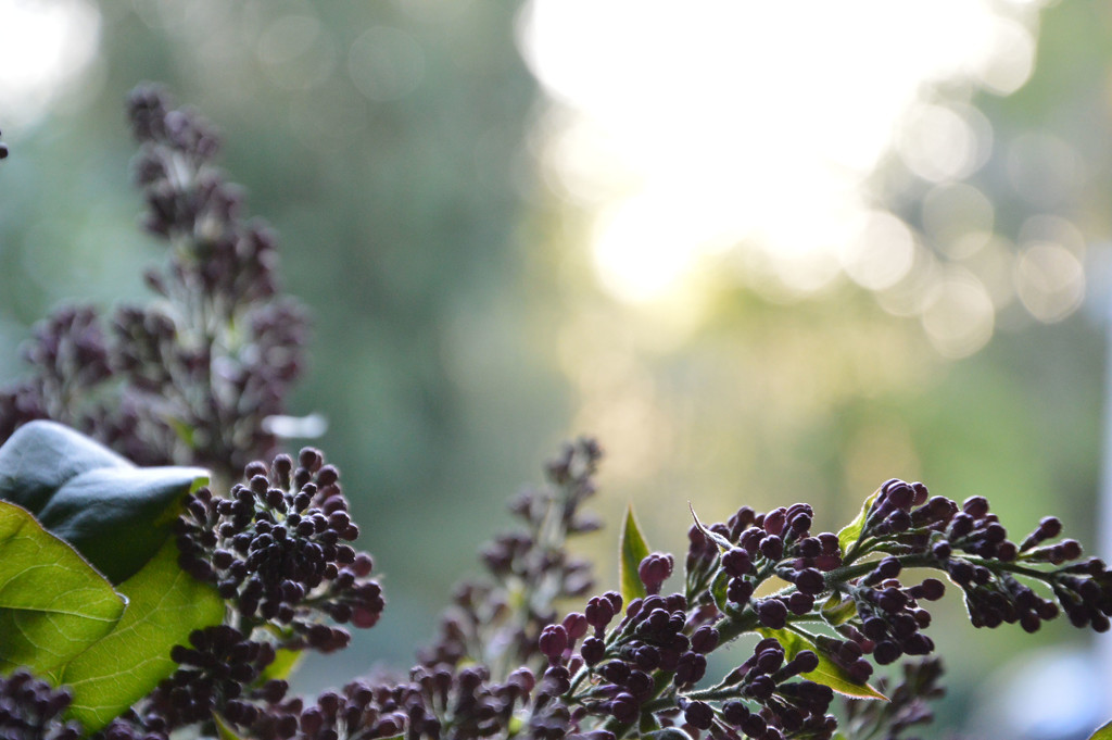 Lilac bouquet by parisouailleurs