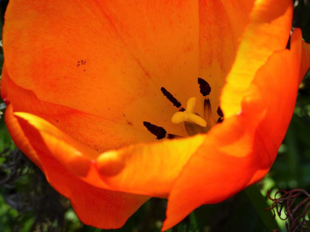 Tulip  by beryl