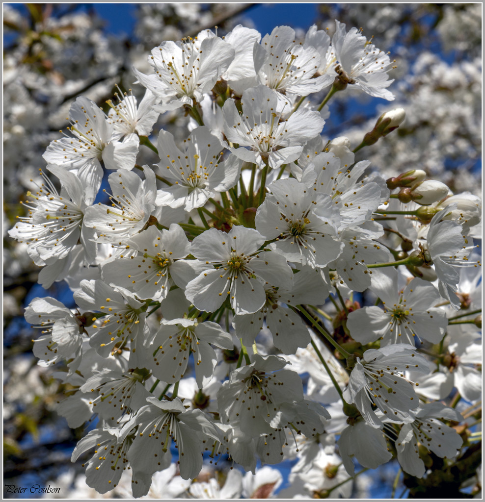 Pear Blossom by pcoulson