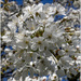 Pear Blossom by pcoulson