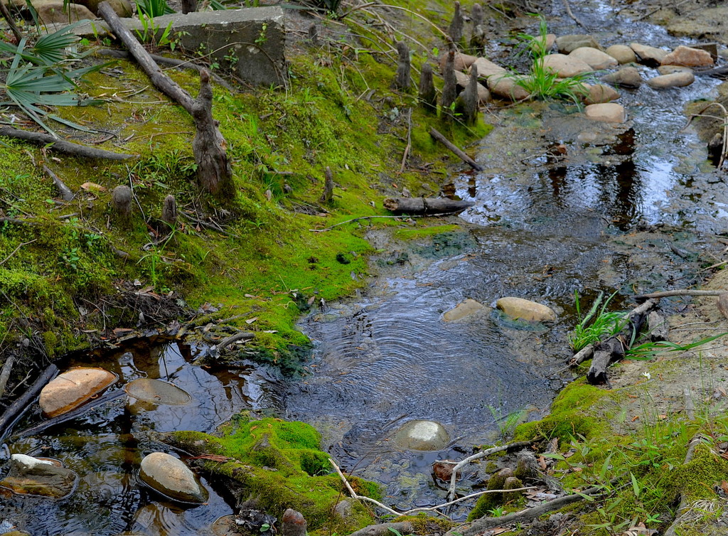 Small stream, Dorchester County, South Carolina by congaree