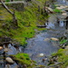 Small stream, Dorchester County, South Carolina by congaree