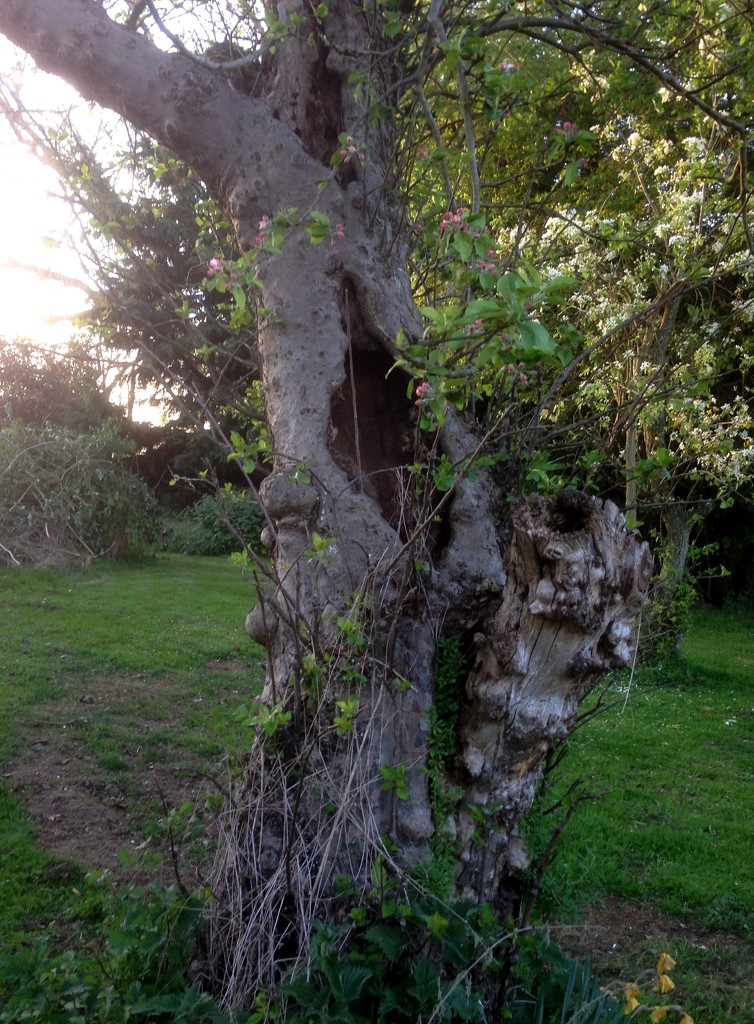 Gnarled Old Tree by arkensiel