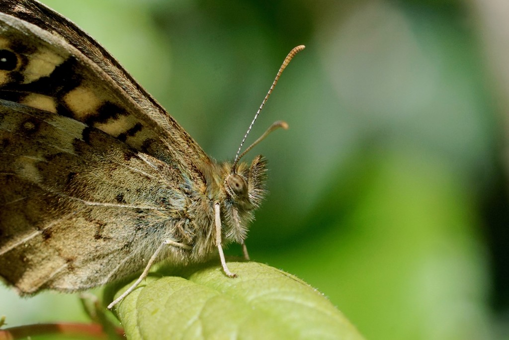 SPECKLED WOOD by markp