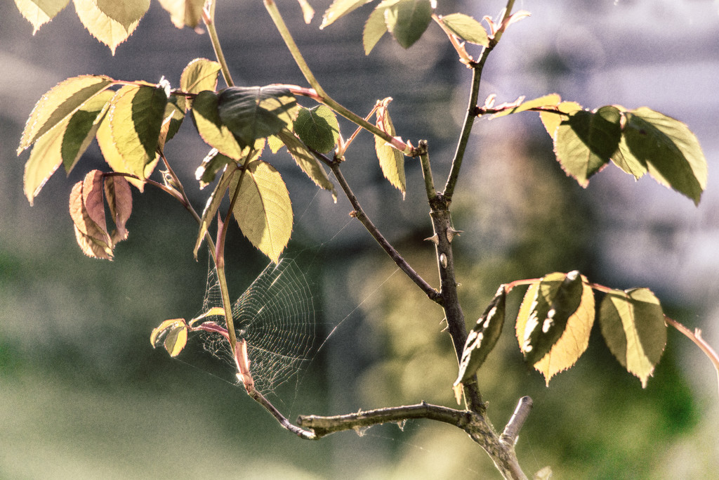 Spider's Web by megpicatilly