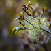I'm Lichen My Rhododendron Buds  by jgpittenger