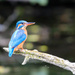 Shy Female Kingfisher by padlock