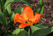 10th Apr 2017 - Orange tulip