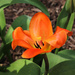 Orange tulip by mittens