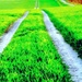Green Grass Tracks by ajisaac