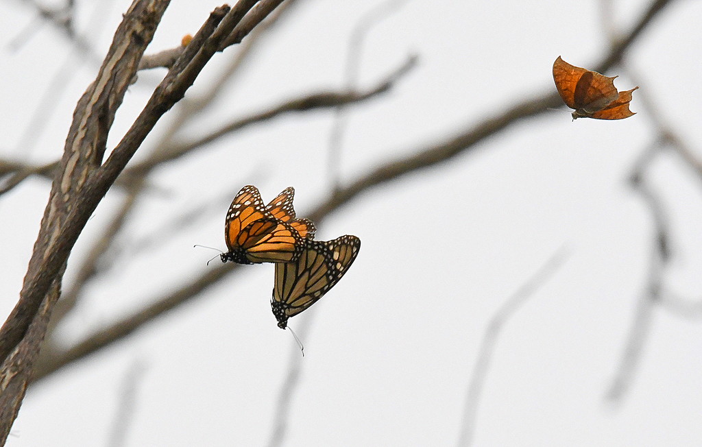 Two Monarchs Chased by a Goatweed Leafwing by kareenking