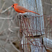 The Cardinal! by fayefaye