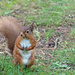 Squirrel by philhendry