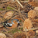 Chaffinch by philhendry
