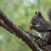 Pine Squirrel by 365karly1