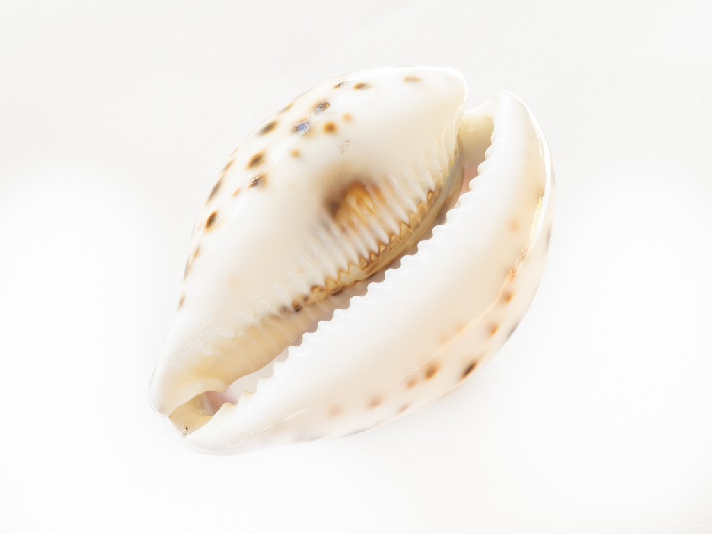 Seashell by haskar