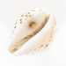 Seashell by haskar