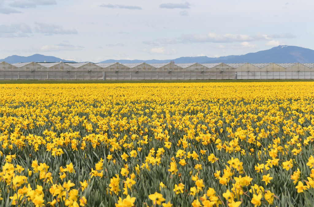 ~Daffodil Field~ by crowfan