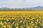 9th Apr 2017 - ~Daffodil Field~