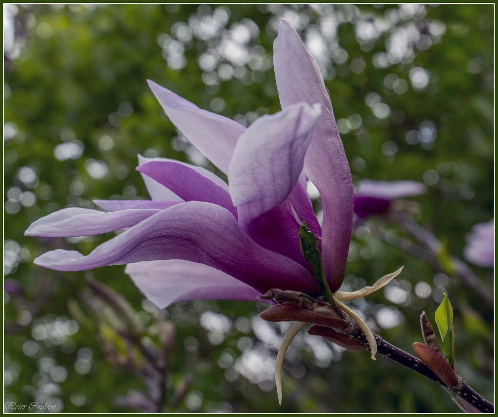 Purple Magnolia by pcoulson