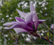 10th Apr 2017 - Purple Magnolia