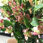 6th Apr 2017 -  Mystery flowers 