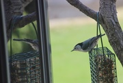6th Apr 2017 - White-Breasted Nuthatch, Take 2