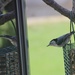 White-Breasted Nuthatch, Take 2 by bjchipman