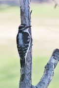 7th Apr 2017 - Hairy Woodpecker