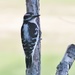 Hairy Woodpecker by bjchipman