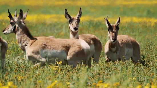9th Apr 2017 - Pronged Horn Antelope on the Carrizo Plain, Ca