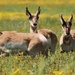 Pronged Horn Antelope on the Carrizo Plain, Ca by elatedpixie