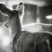 visiting with the neighbourhood deer by northy