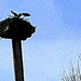 Snapshot of an Osprey by granagringa