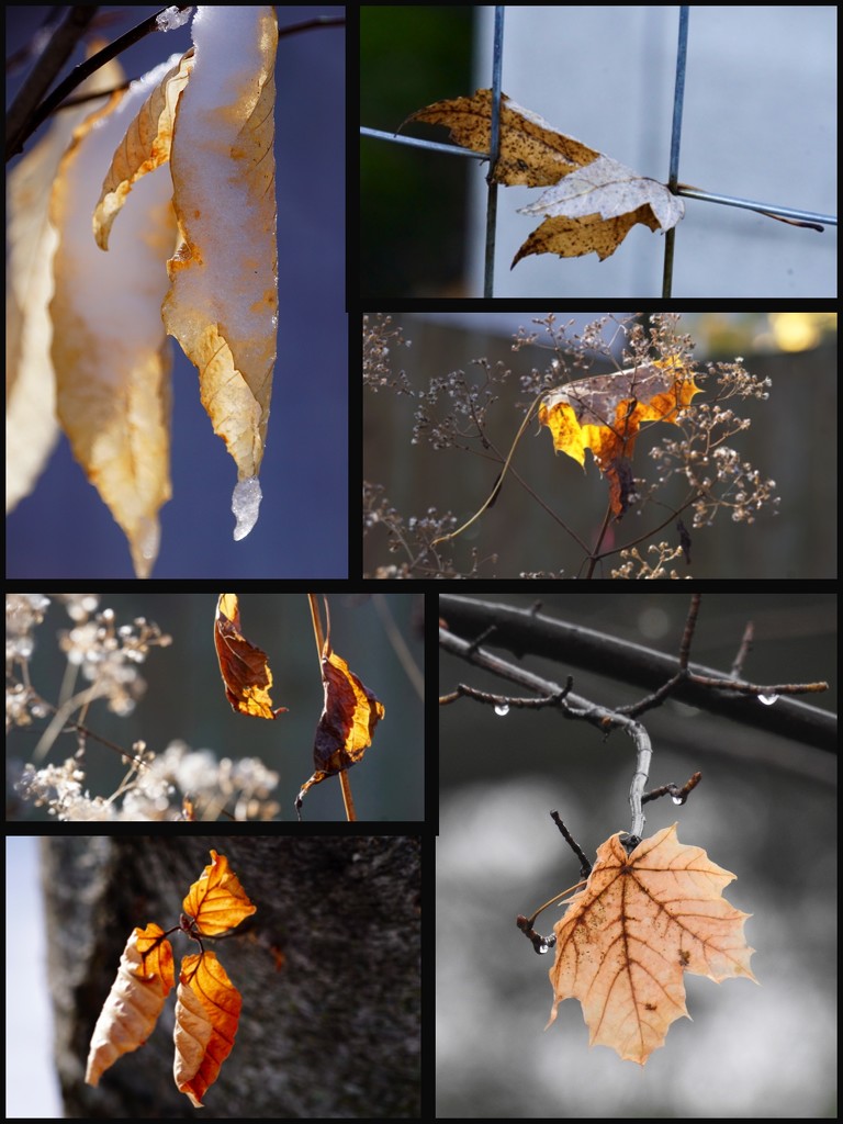 fall/winter by amyk