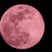 Pink Moon by homeschoolmom