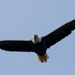 Eagle in the Flight Pattern! by rickster549