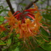 Wild azaleas by congaree