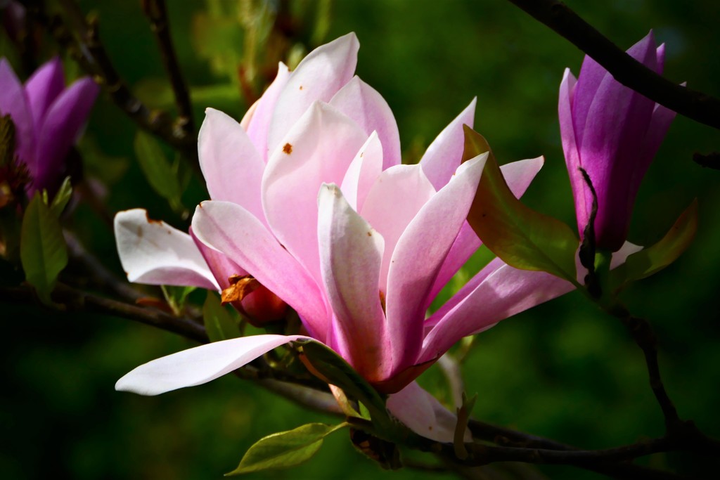 Magnolia by carole_sandford