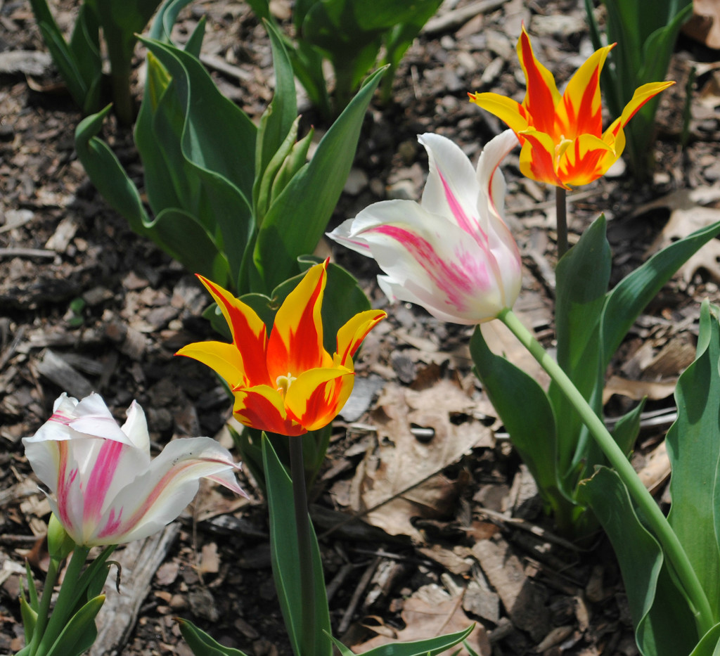 Really Embarrassed and Slightly Embarrassed Tulips by alophoto