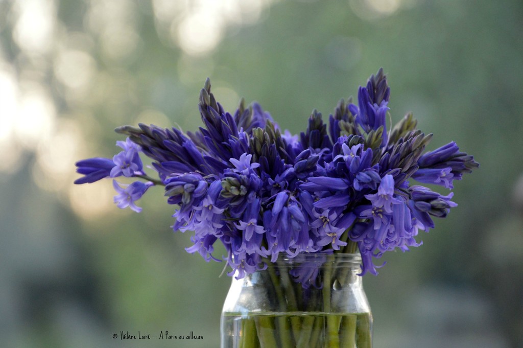 Bluebells bouquet by parisouailleurs