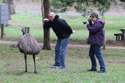 10th Apr 2017 - W.A emu meets Vic emu :)
