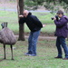 W.A emu meets Vic emu :) by gilbertwood