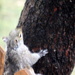 New squirrel in town by bruni