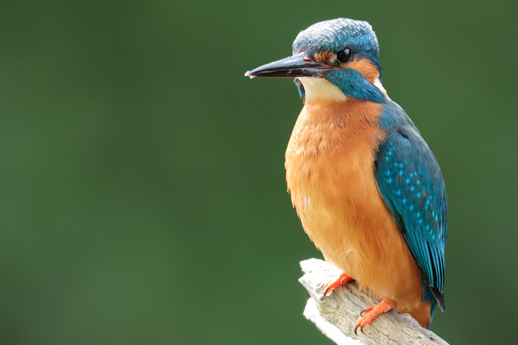 Alcedo atthis-male by padlock